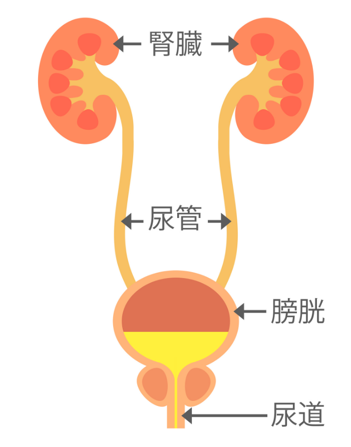 膀胱炎,膀胱炎原因,阜阳膀胱炎原因