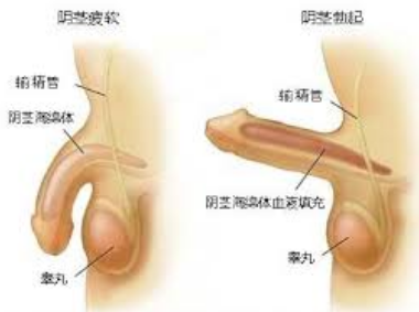 阳痿,阳痿治疗,阜阳阳痿治疗费用